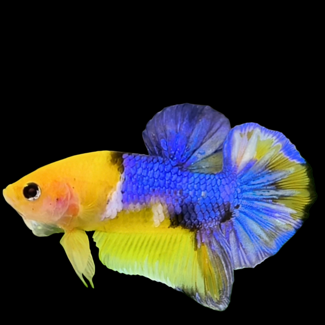 YELLOW KOI GALAXY