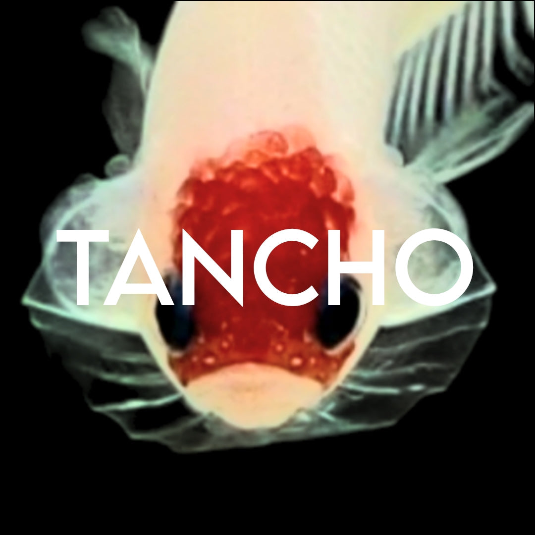 TANCHO