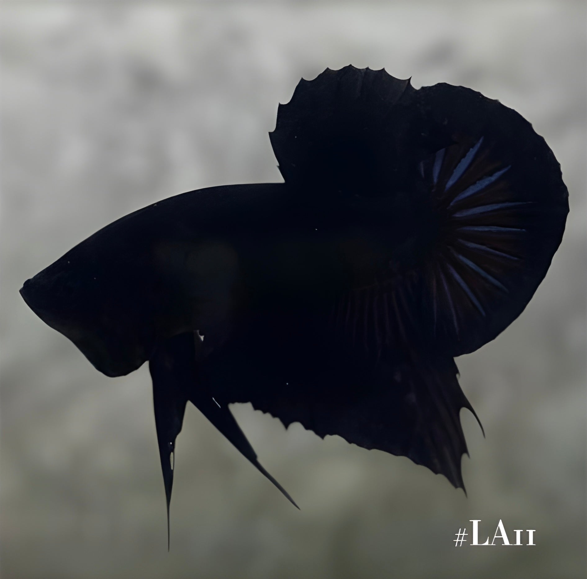 SOLID SUPER BLACK HMPK MALE