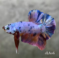 MULTICOLOR CANDY HMPK MALE
