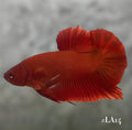 SOLID SUPER RED HMPK MALE