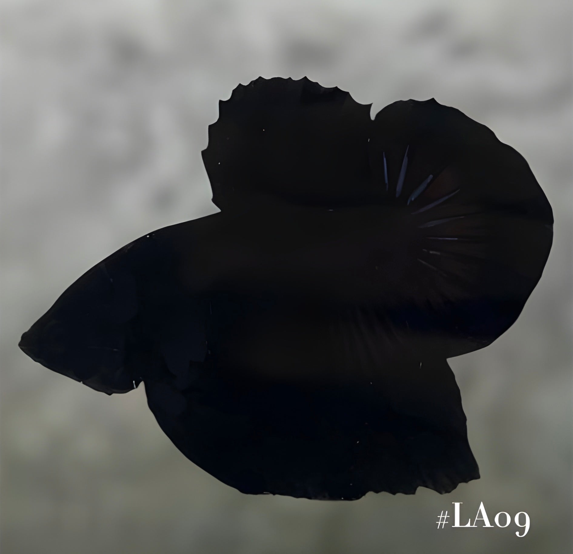 SOLID SUPER BLACK HMPK MALE