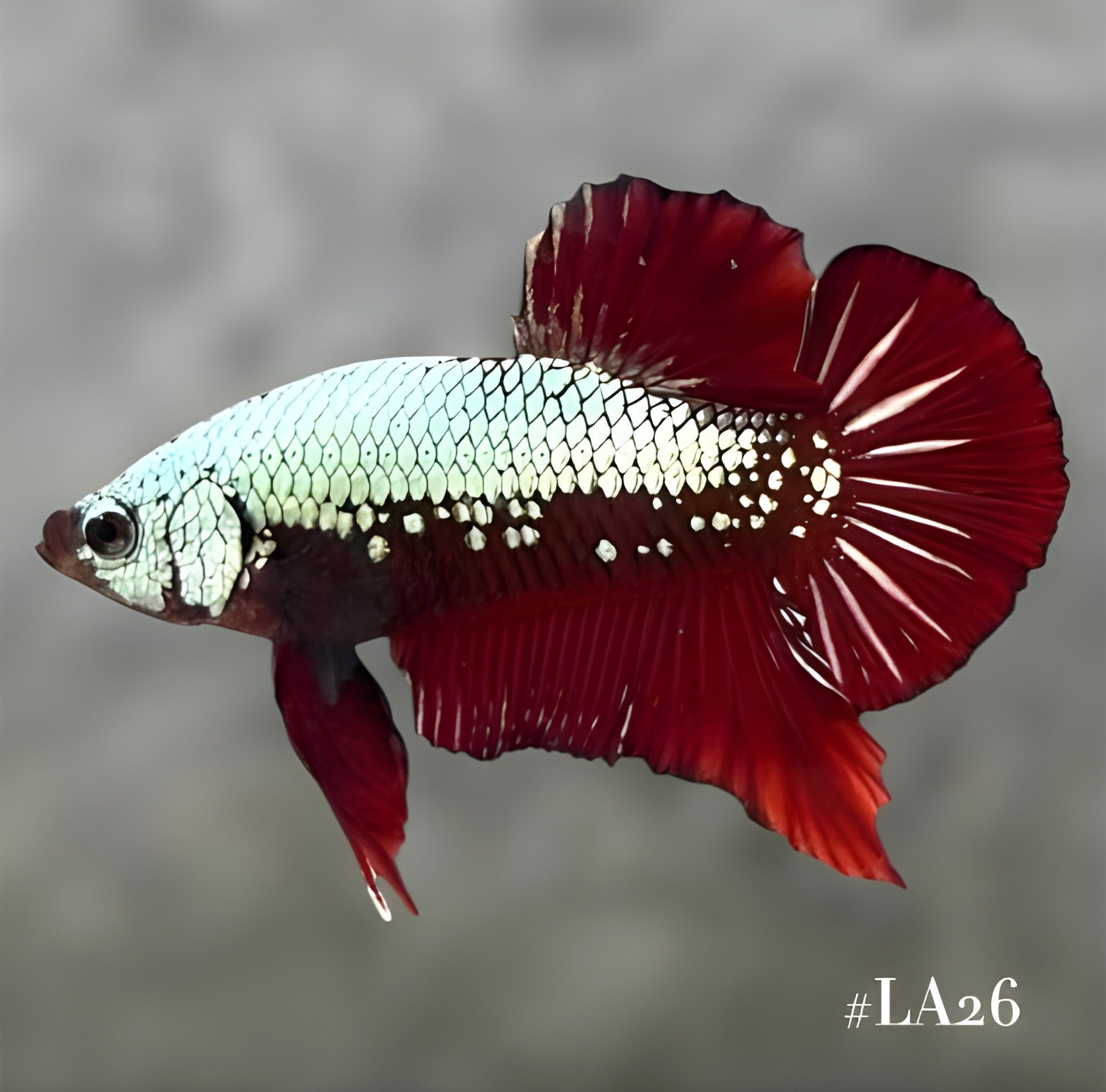 RED SAMURAI HMPK MALE