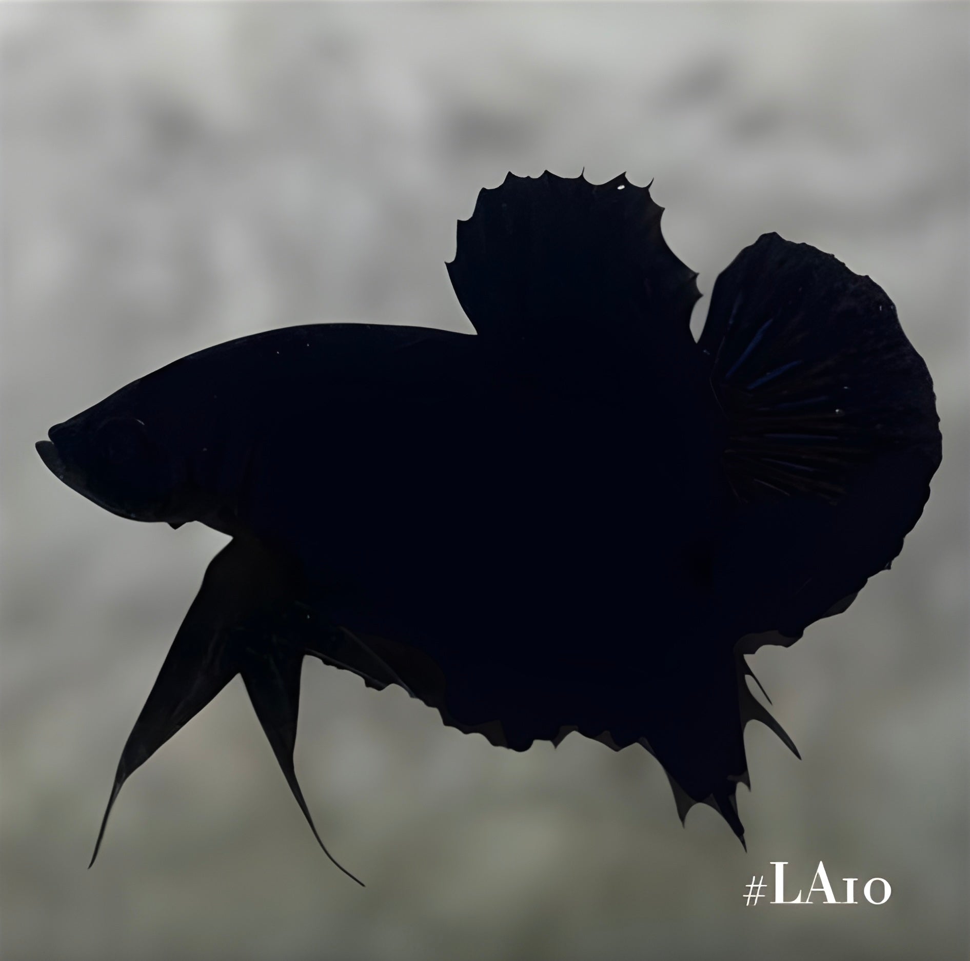 SOLID SUPER BLACK HMPK MALE