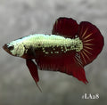 RED SAMURAI HMPK MALE