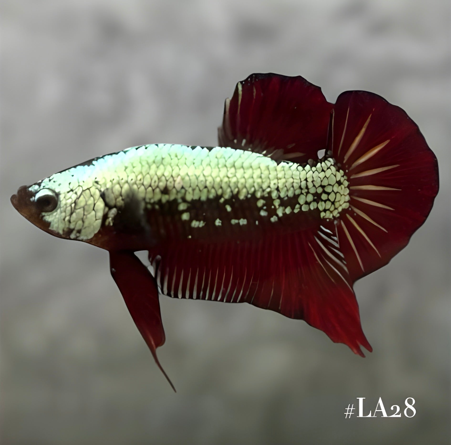 RED SAMURAI HMPK MALE