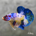 YELLOW BASE MULTICOLOR HMPK MALE