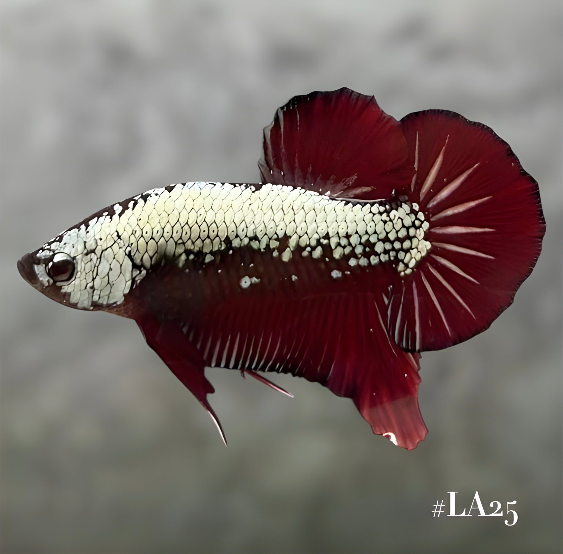 RED SAMURAI HMPK MALE