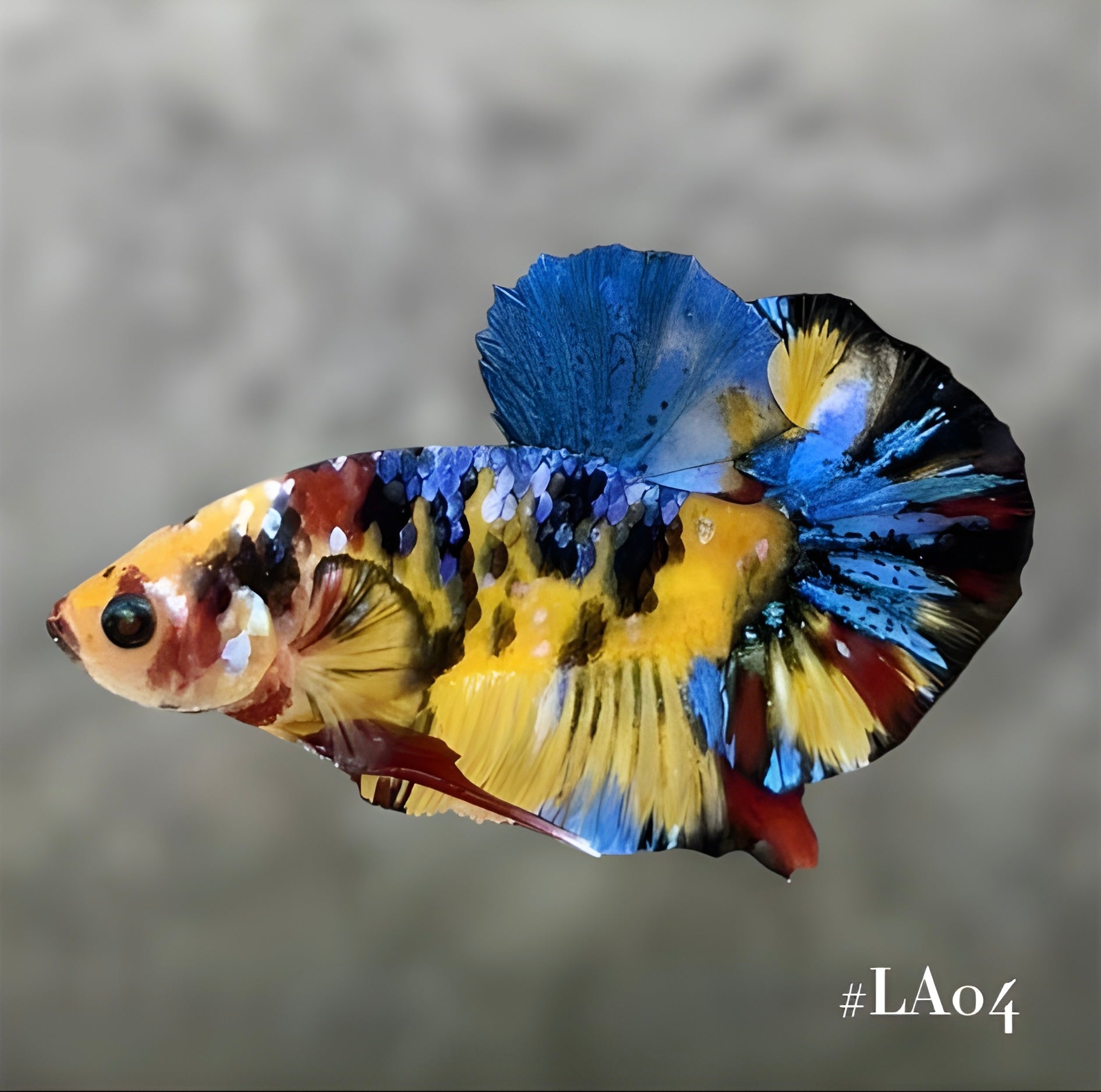 MULTICOLOR YELLOWBASE HMPK MALE