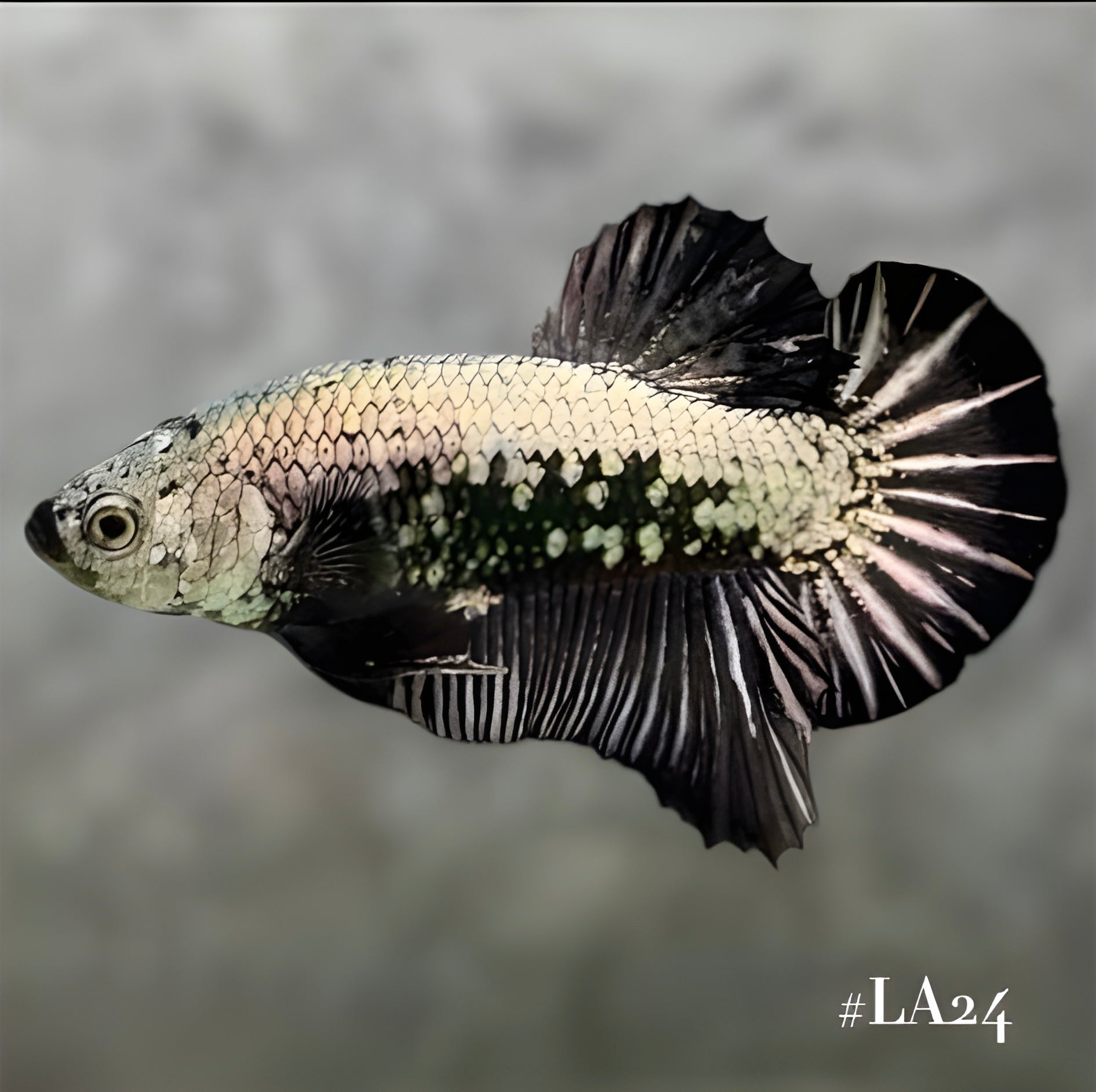 BLACK SAMURAI HMPK MALE