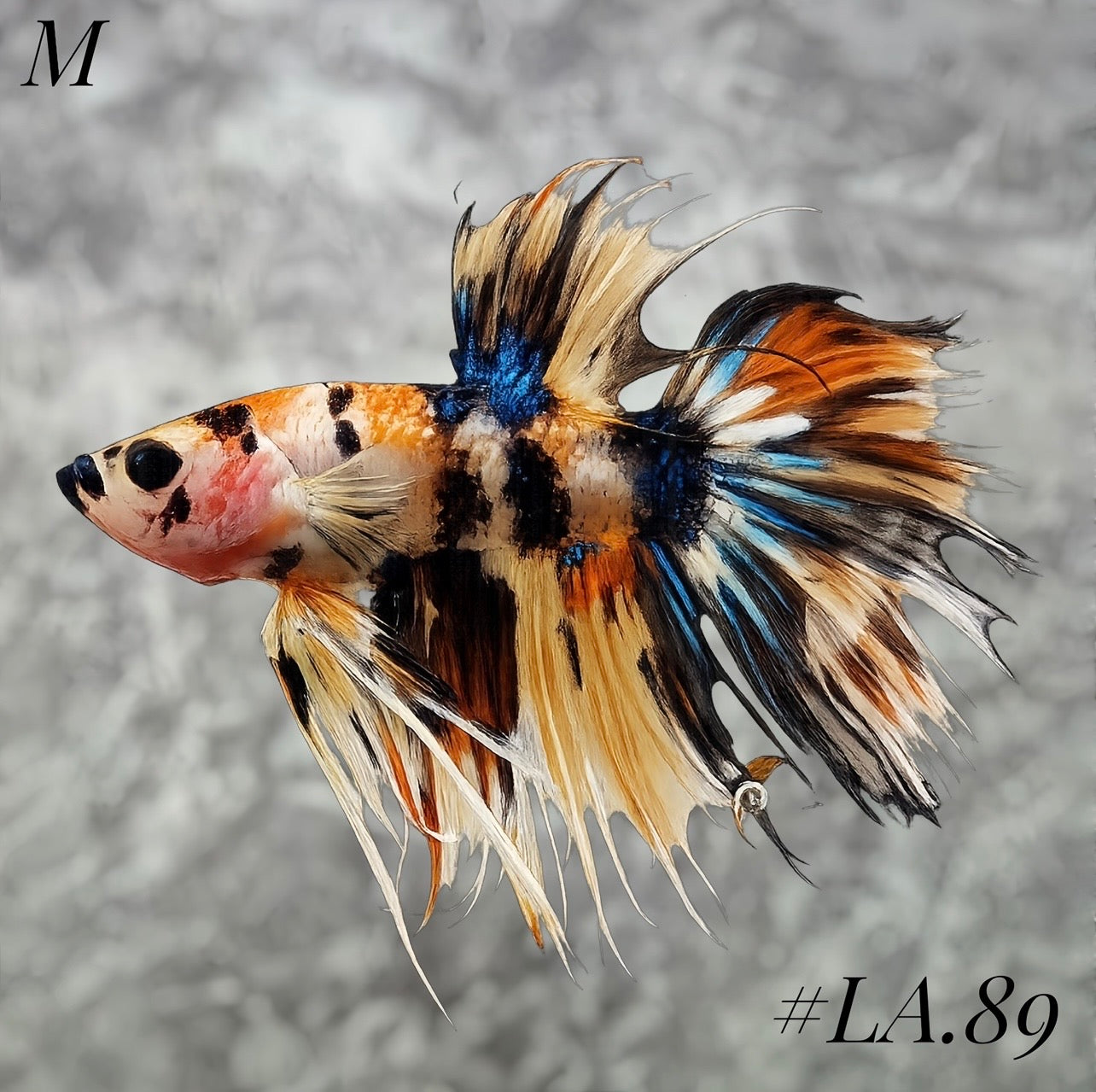 YELLOWBASE MULTICOLOR TIGER CROWNTAIL MALE #LA.89
