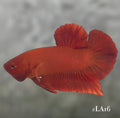 SOLID SUPER RED HMPK MALE