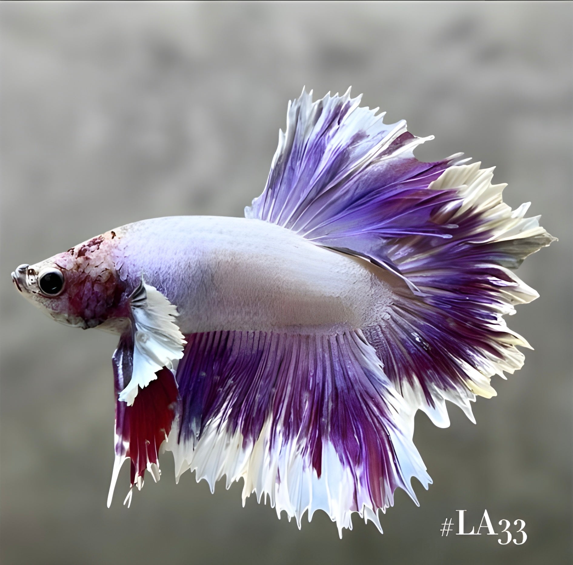 LAVENDER KING FEATHERTAIL HALFMOON MALE