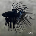 BLACK ORCHID CROWNTAIL MALE