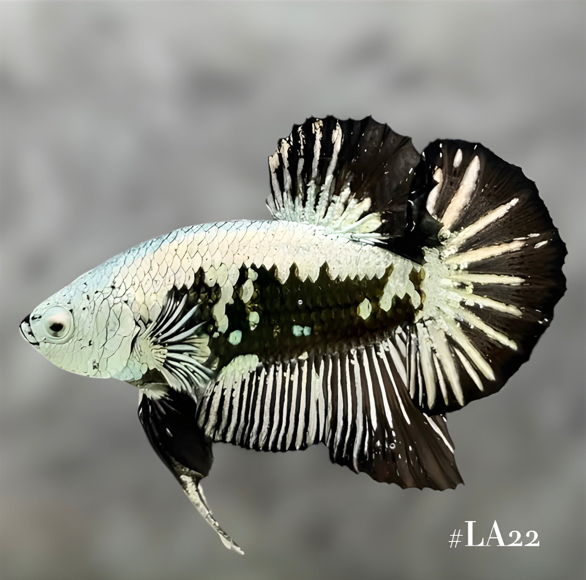 SNOW BLACK SAMURAI HMPK MALE