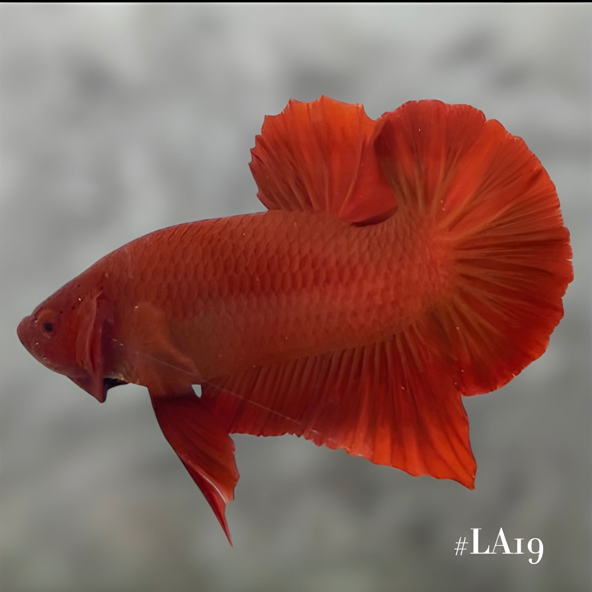 SOLID SUPER RED HMPK MALE