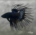 BLACK ORCHID CROWNTAIL MALE