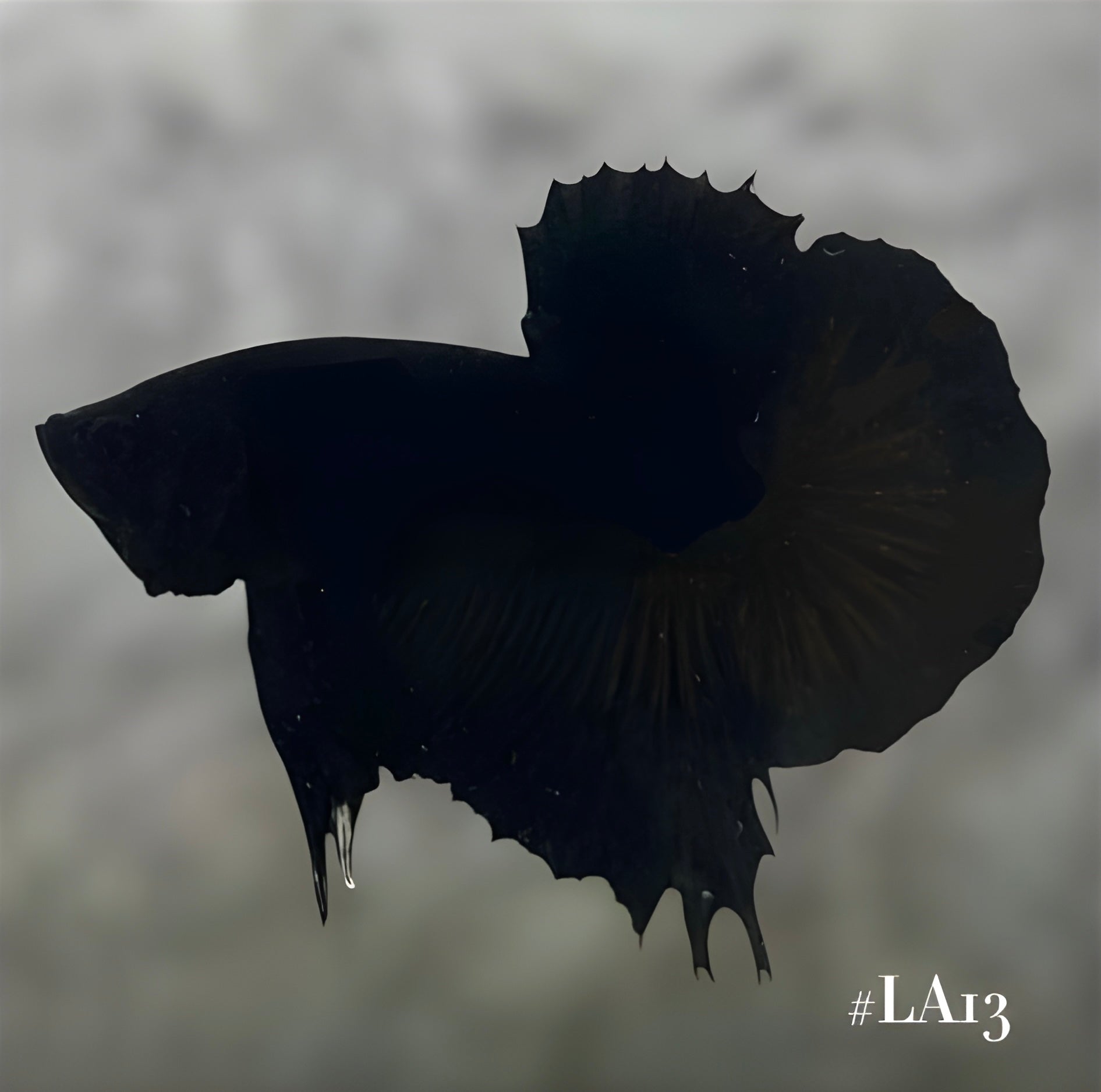 SOLID SUPER BLACK HMPK MALE