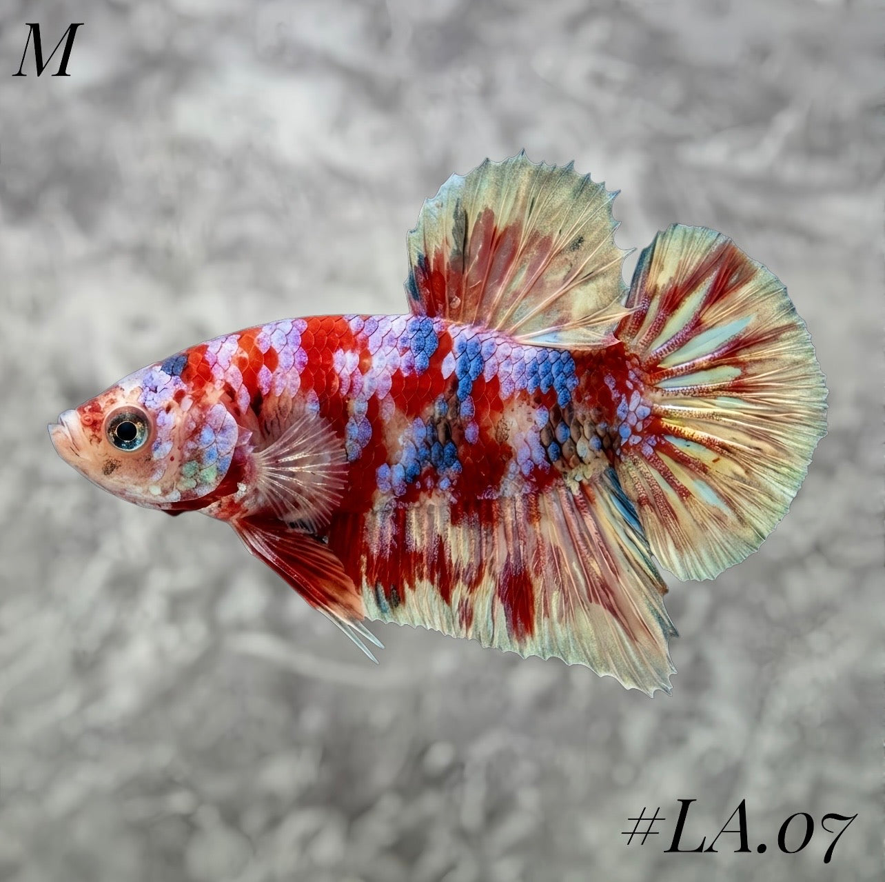 WHITE BARONGSAI PURPLE GALAXY HMPK MALE #LA07