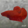 SOLID SUPER RED HMPK MALE