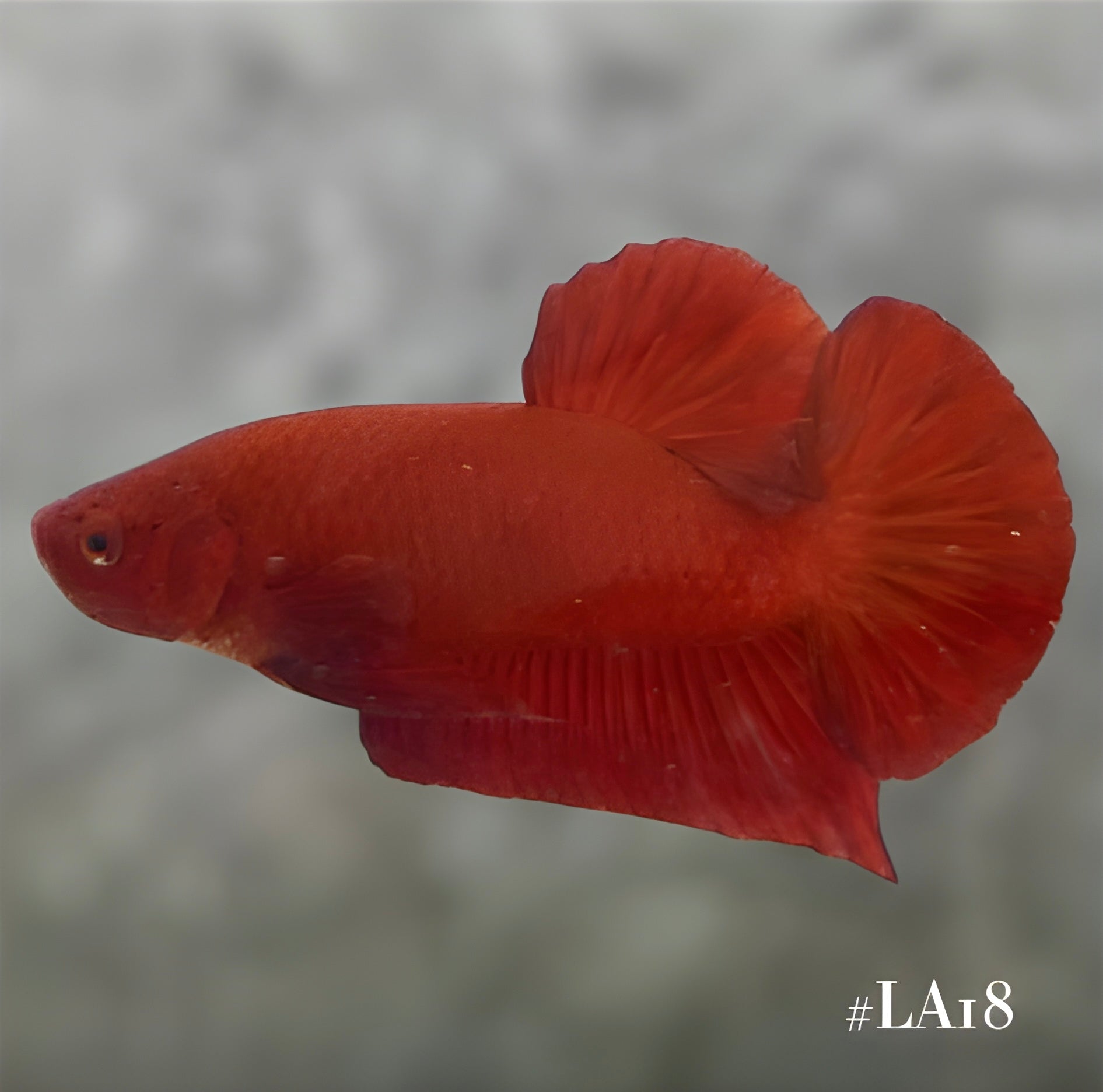 SOLID SUPER RED HMPK MALE