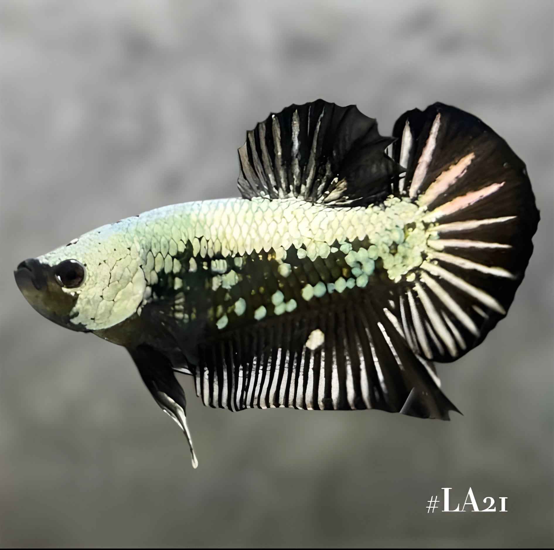 BLACK SAMURAI HMPK MALE