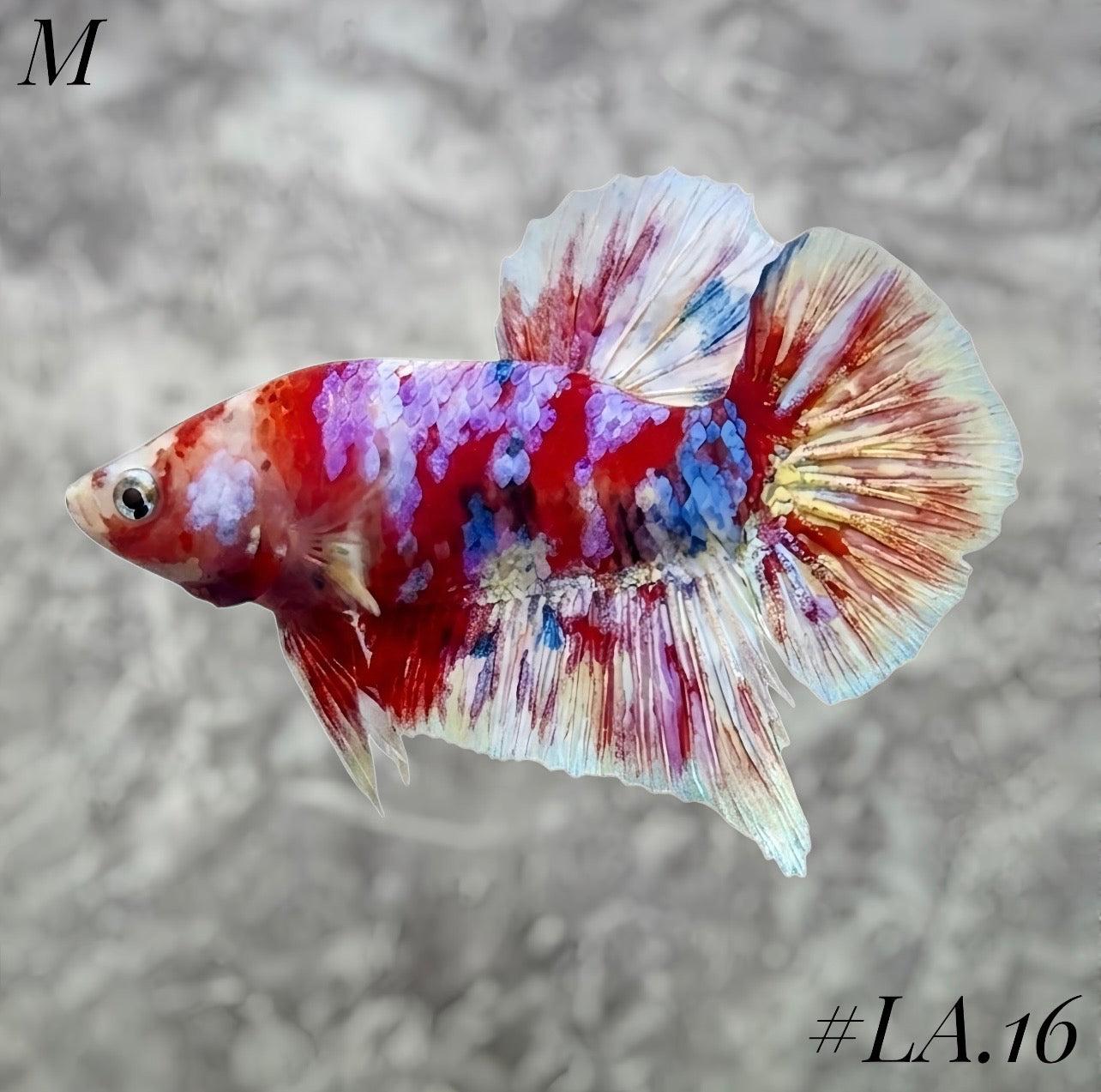 WHITE BARONGSAI PURPLE GALAXY HMPK MALE #LA16