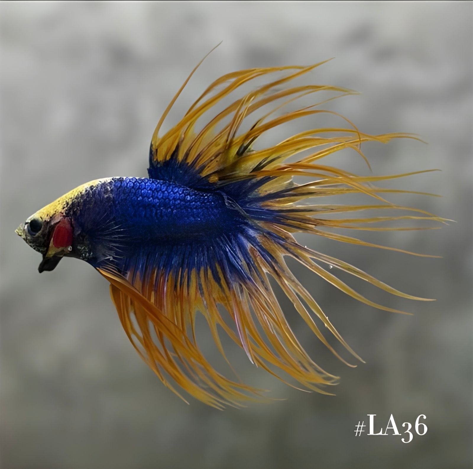 YELLOW BLUE MASCOT CROWNTAIL MALE