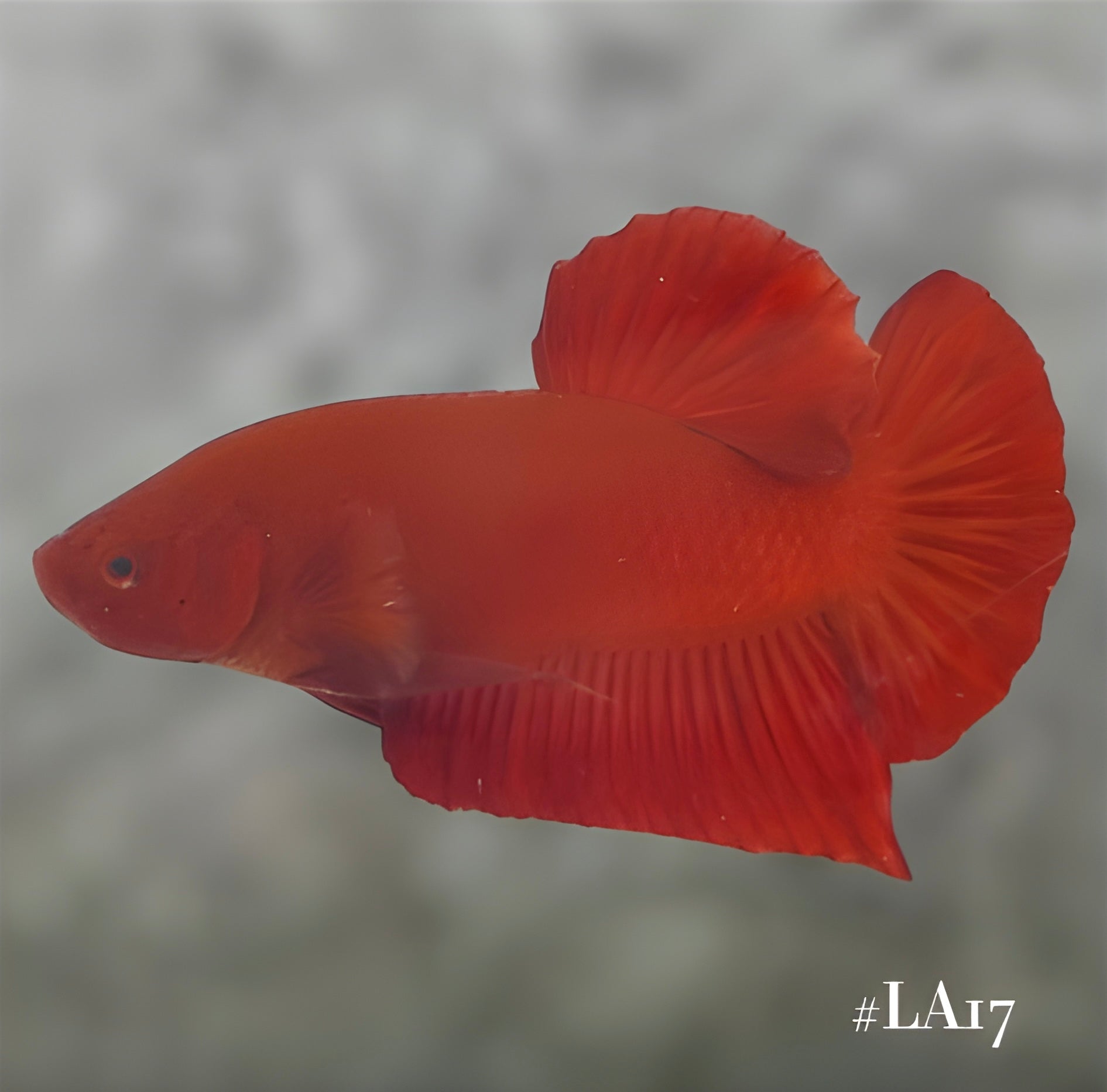 SOLID SUPER RED HMPK MALE