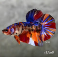 MULTICOLOR ORANGE GALAXY GIANT MALE