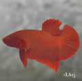 SOLID SUPER RED HMPK MALE