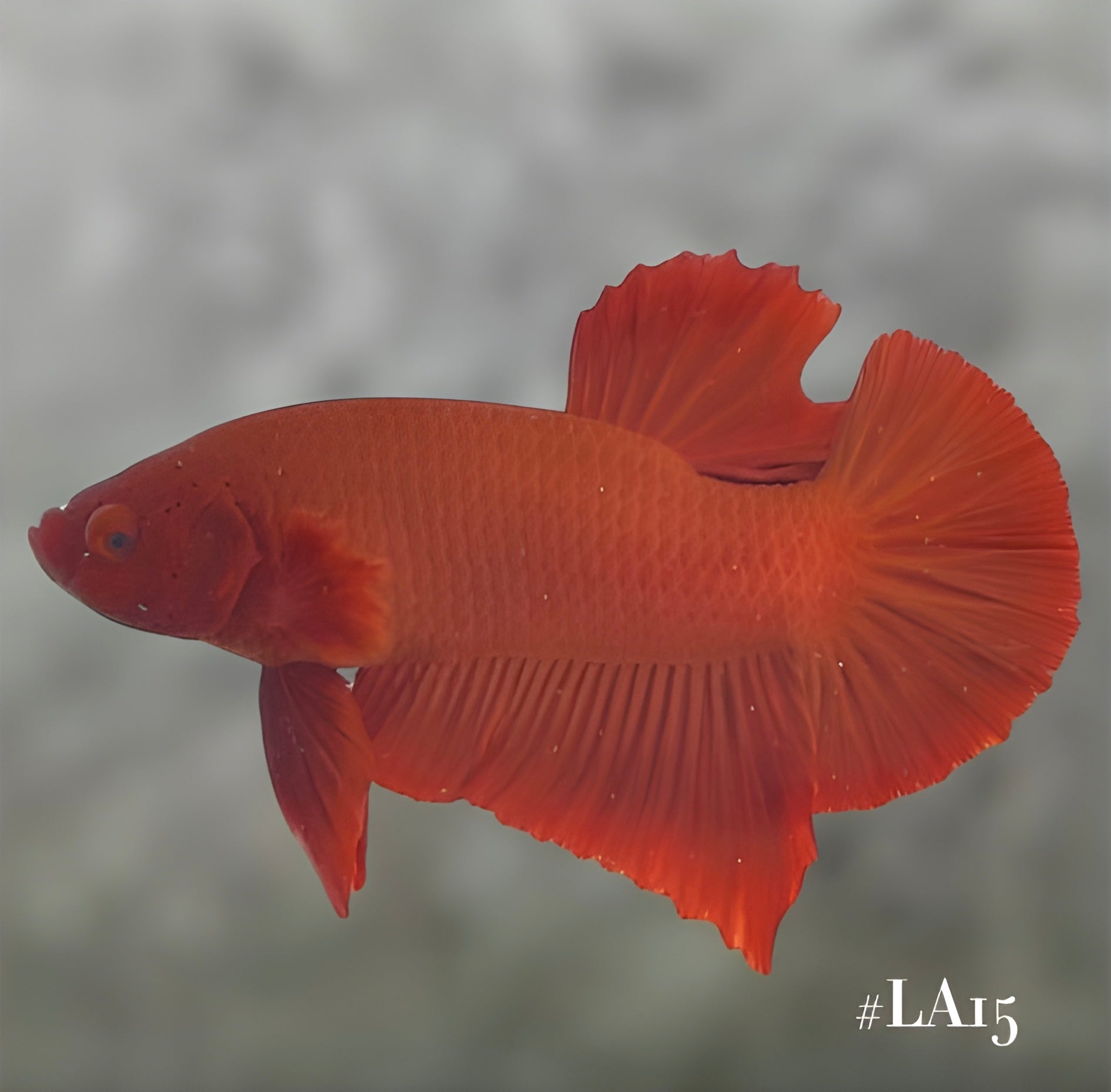 SOLID SUPER RED HMPK MALE