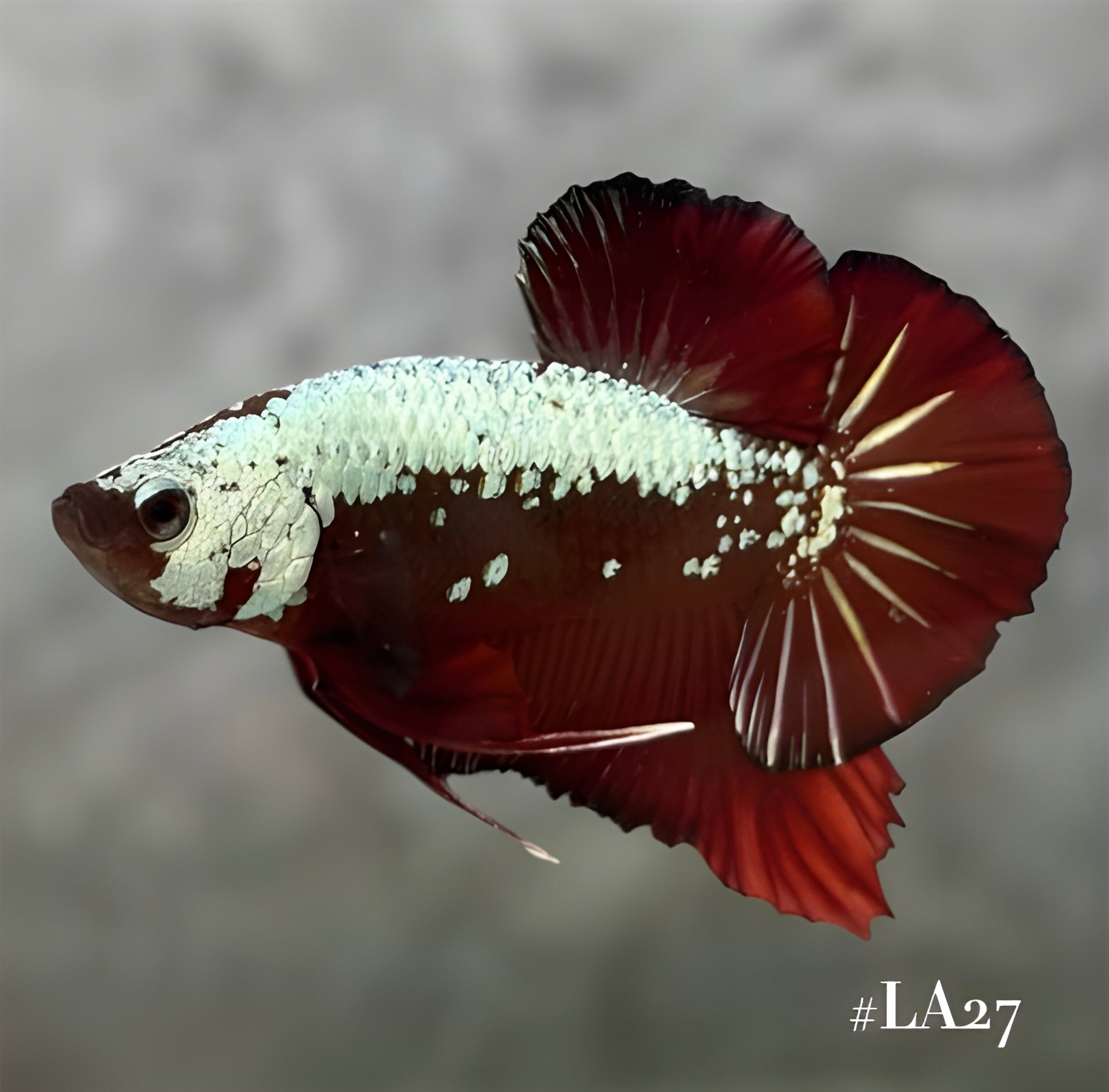 RED SAMURAI HMPK MALE