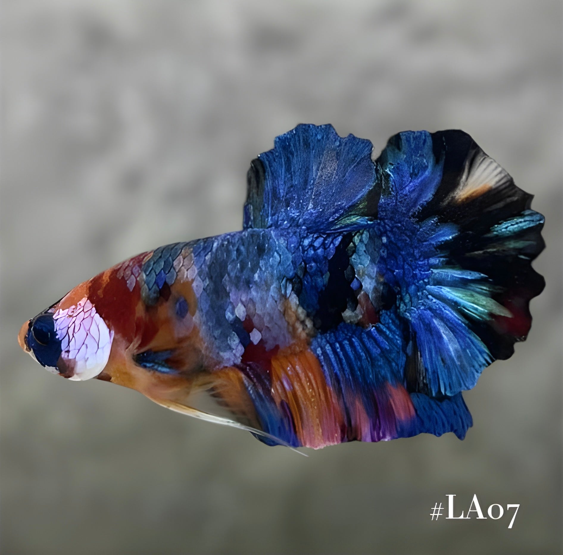 MULTICOLOR GALAXY HMPK MALE
