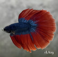 BLUE RED MASCOT HALFMOON MALE