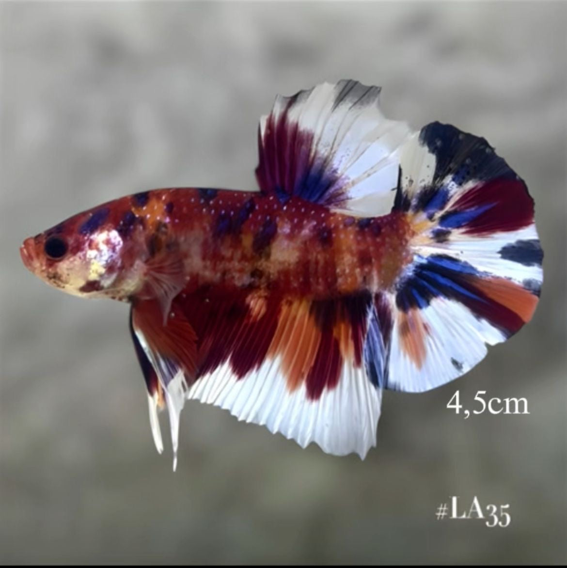 MULTICOLOR METALLIC GIANT MALE