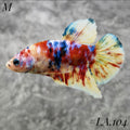 WHITE BARONGSAI PURPLE GALAXY HMPK MALE #LA104