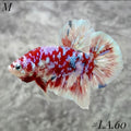 WHITE BARONGSAI PURPLE GALAXY HMPK MALE #LA60