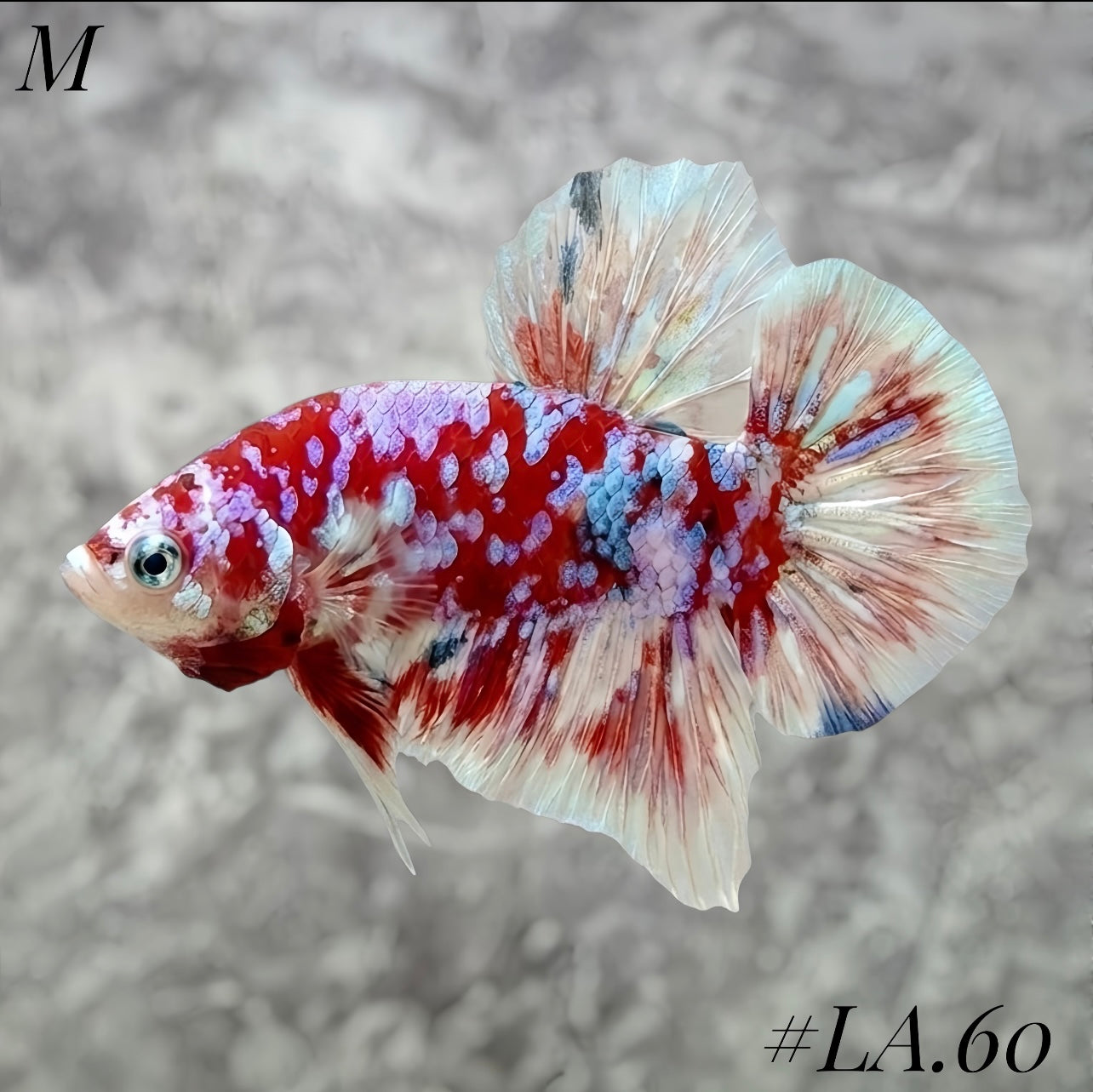 WHITE BARONGSAI PURPLE GALAXY HMPK MALE #LA60