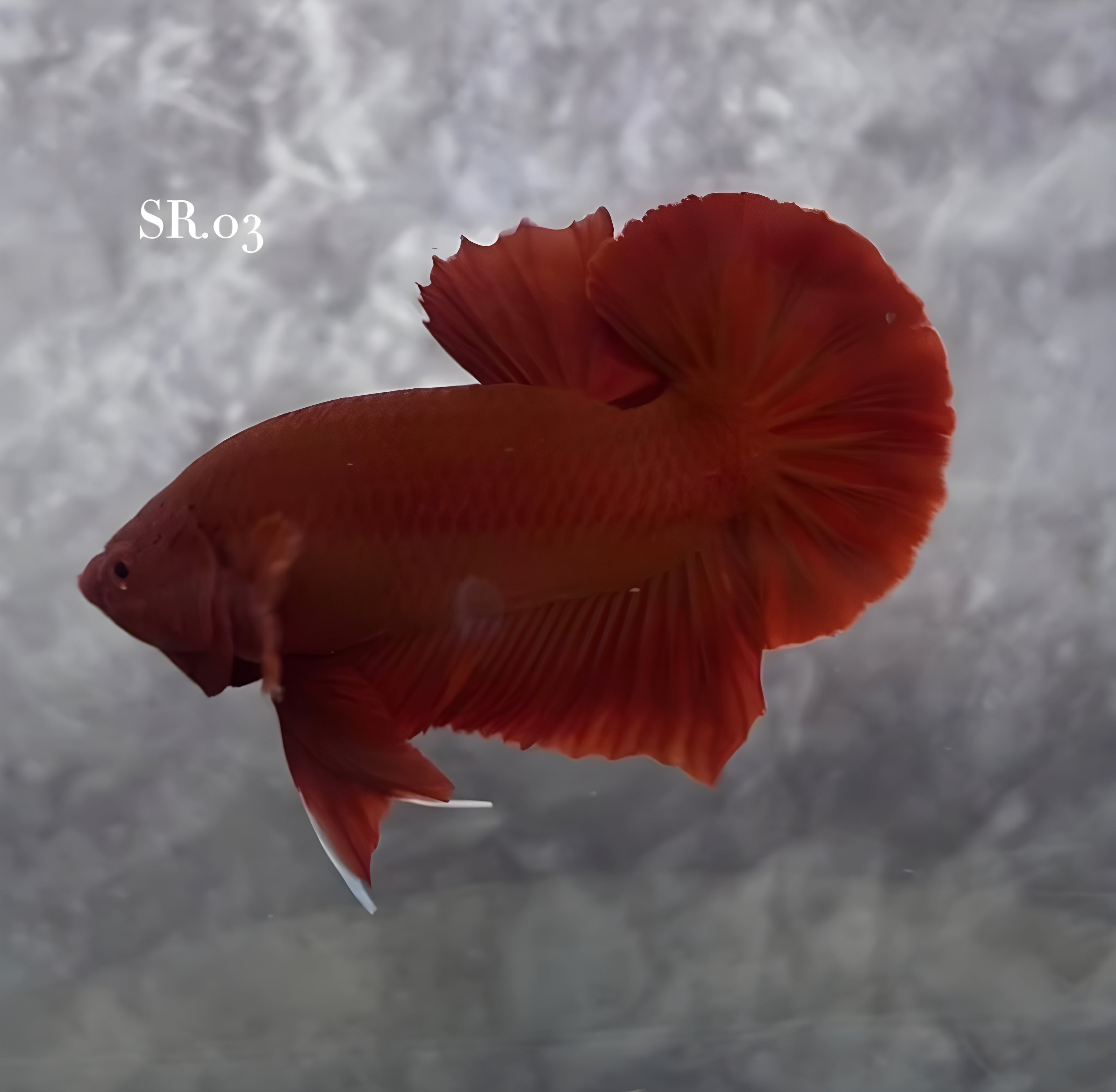 SOLID SUPER RED HMPK MALE