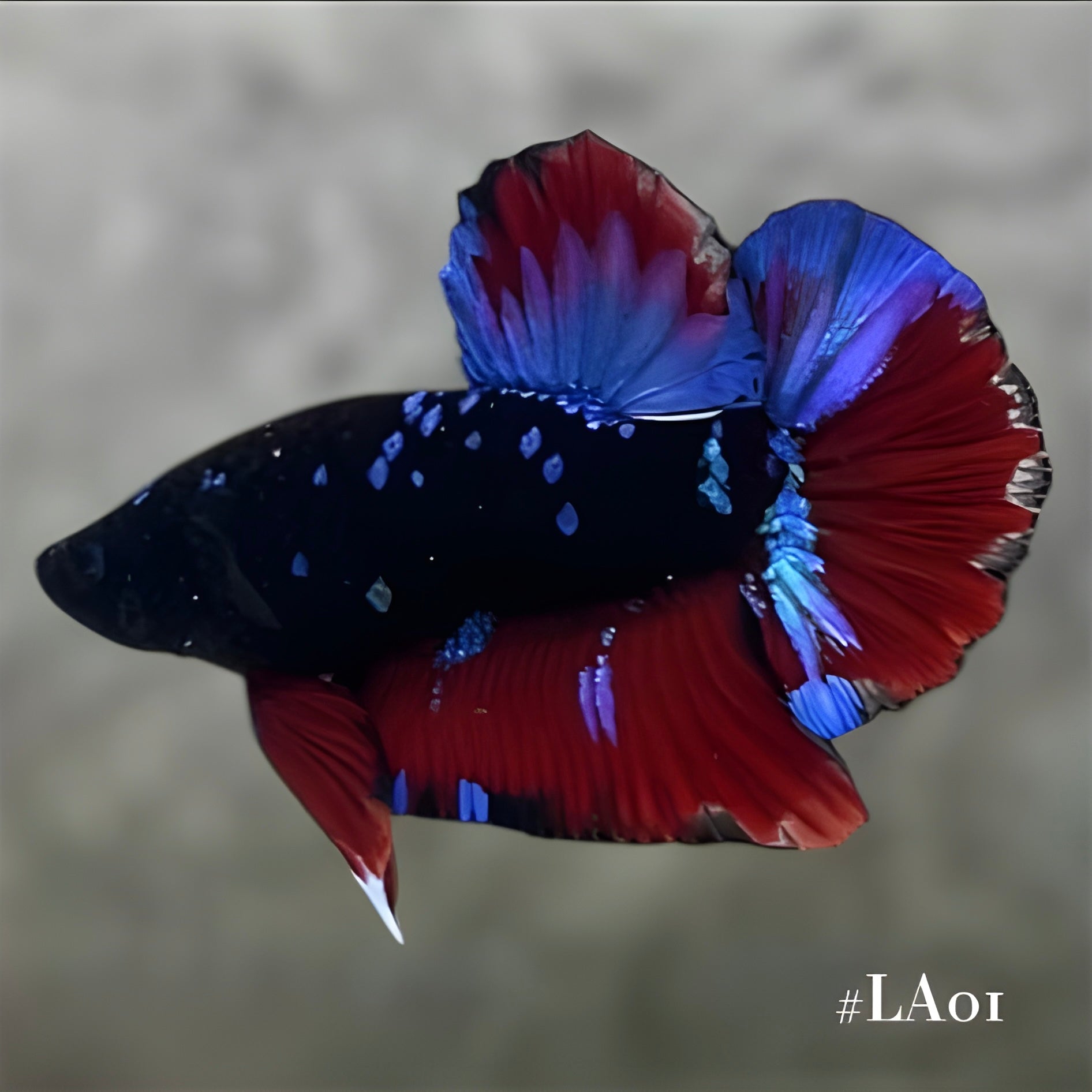 AVATAR BLACKSTAR BLUE RED HMPK MALE