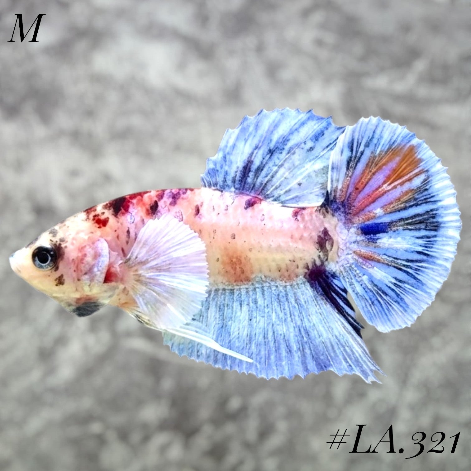 MULTICOLOR CANDY NEMO GALAXY BABY DUMBO EARS MALE #LA.321