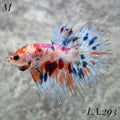 MULTICOLOR LEOPARD ORANGE BLUE GALAXY CROWNTAIL MALE #LA.293