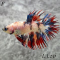 MULTICOLOR ORANGE TIGER GALAXY FULL EGG CROWNTAIL FEMALE #LA.251