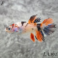 MULTICOLOR ORANGE TIGER CROWNTAIL FEMALE #LA.192