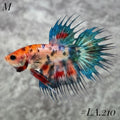 RARE MULTICOLOR LEOPARD GREEN GALAXY CROWNTAIL MALE #LA.210