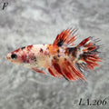 MULTICOLOR ORANGE TIGER  GALAXY CROWNTAIL FEMALE #LA.206
