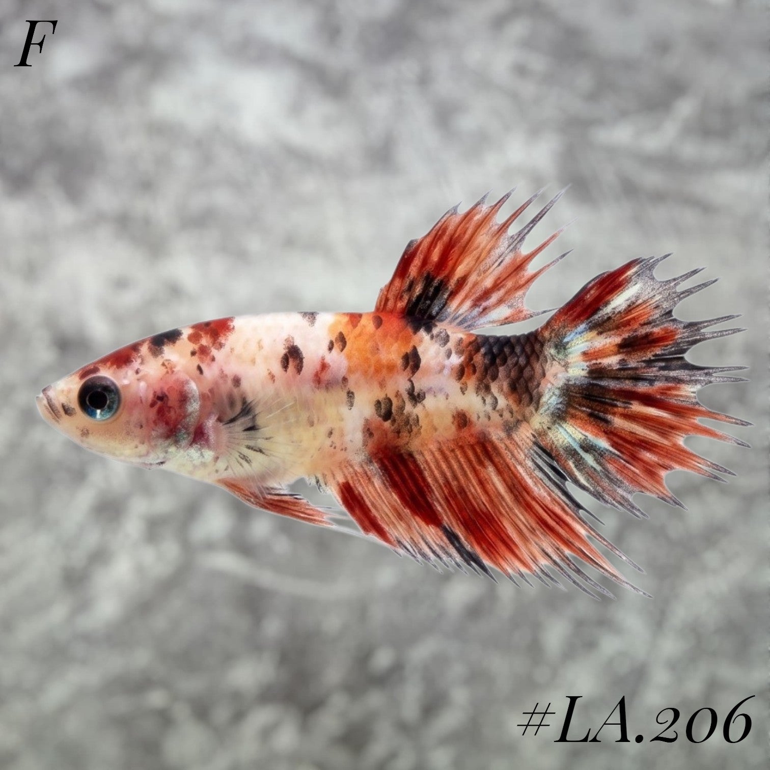 MULTICOLOR ORANGE TIGER  GALAXY CROWNTAIL FEMALE #LA.206