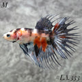 MULTICOLOR BLACKTIGER GALAXY CROWNTAIL MALE #LA.333