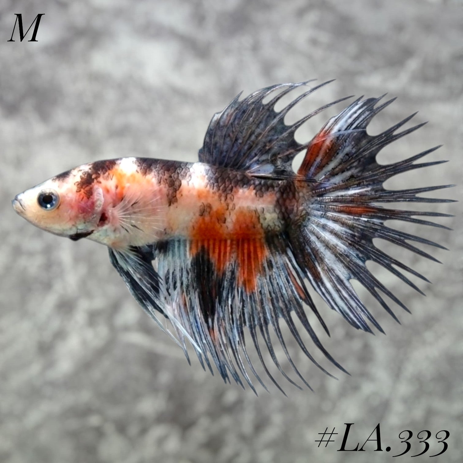 MULTICOLOR BLACKTIGER GALAXY CROWNTAIL MALE #LA.333